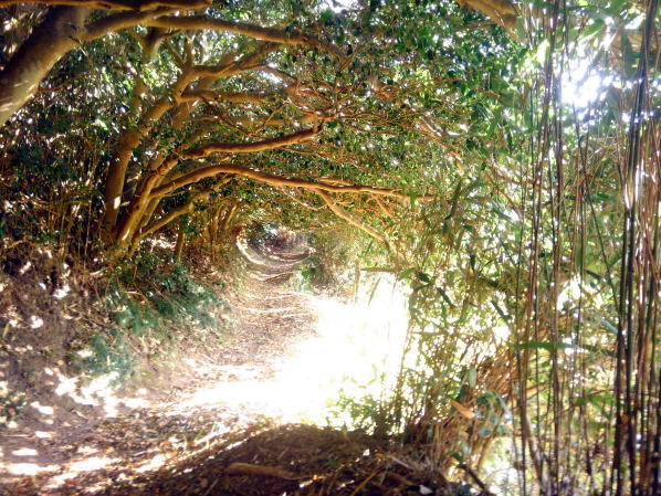 �g���C���K�C�h�����Y�ˏ���